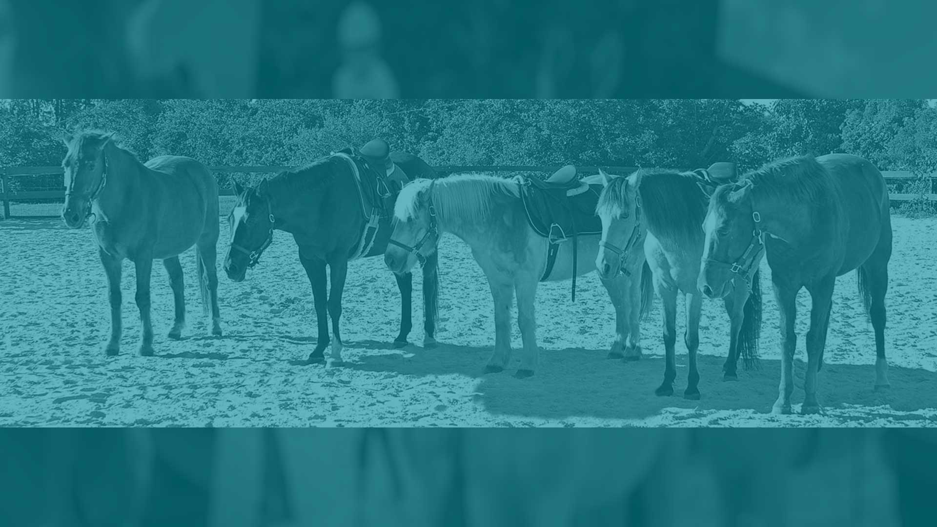 Bit by Bit's therapy horses standing together in the arena